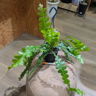 エピフィラム アングリガー ４号