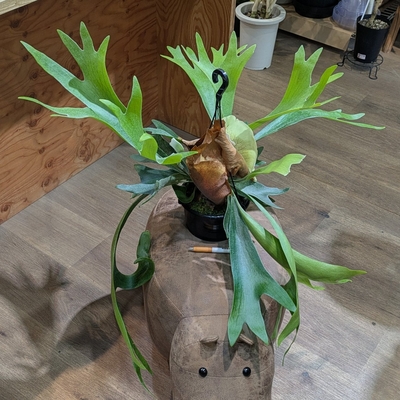 プラティセリウム アルシコリネ ５号 ◎現品販売◎