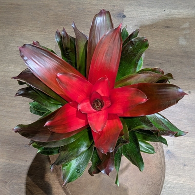 ネオレゲリア メデューサ ６号 木村園芸さん産