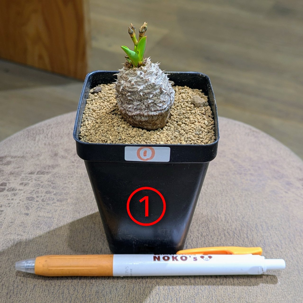 ユーフォルビア パルビメデューサ ハイブリッド 2.5号 ① ◎現品販売