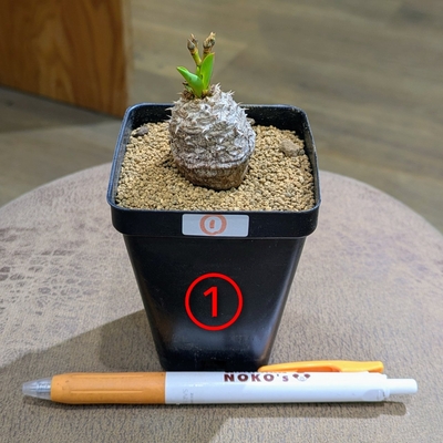 ユーフォルビア パルビメデューサ ハイブリッド ２.５号 ① ◎現品販売◎