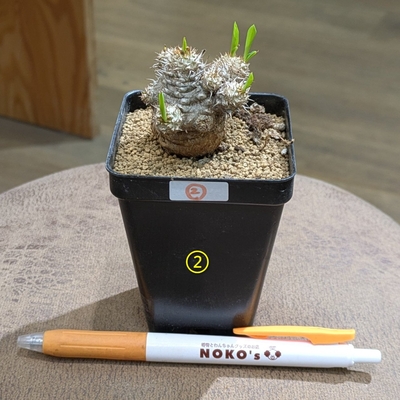 ユーフォルビア パルビメデューサ ハイブリッド ２.５号 ② ◎現品販売◎