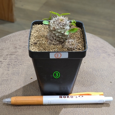 ユーフォルビア パルビメデューサ ハイブリッド ２.５号 ③ ◎現品販売◎