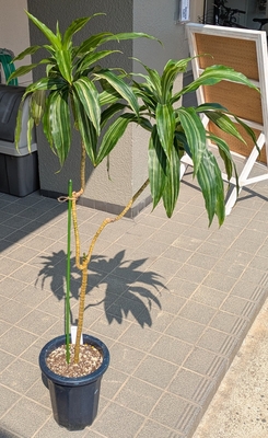 ドラセナ ワーネッキー 斑入り ８号 ◎現品販売◎ 三浦園芸さん産