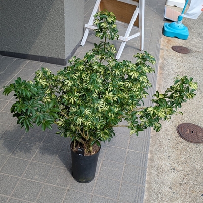 シェフレラ コンパクタ斑入り ６号 ◎現品販売◎ 三浦園芸さん産