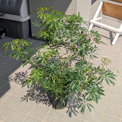 シェフレラ 細葉 ６号 ◎現品販売◎ 三浦園芸さん産