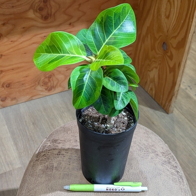 フィカス アルテシーマ ３号 三浦園芸さん産