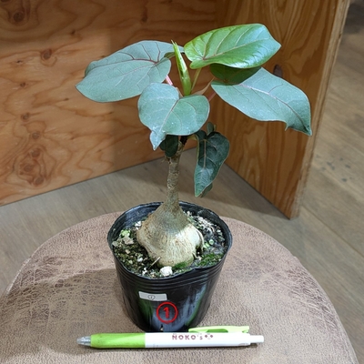 フィカス ペティオラリス ３号 ① ◎現品販売◎