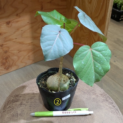フィカス ペティオラリス ３号 ② ◎現品販売◎