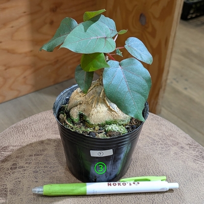 フィカス ペティオラリス ３号 ③ ◎現品販売◎