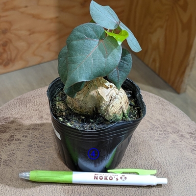 フィカス ペティオラリス ３号 ④ ◎現品販売◎