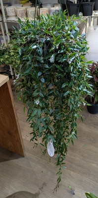 【ロングロング♪】コドンナ クラシフォリア５号 ◎現品販売◎