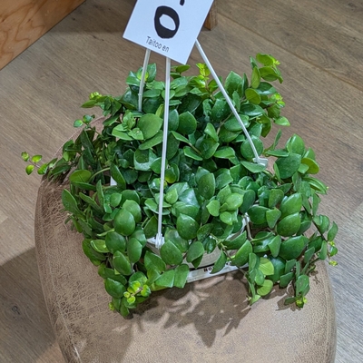 エスキナンサス タイピンク ５号