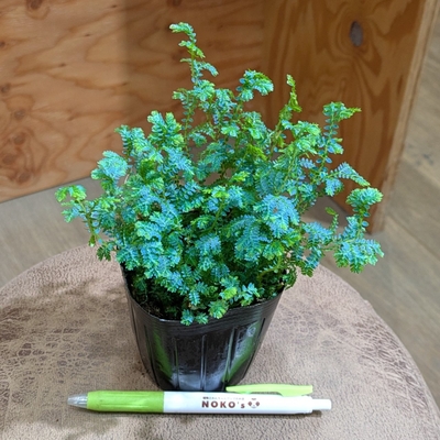 【コンテリクラマゴケ✨】レインボーファン ３号