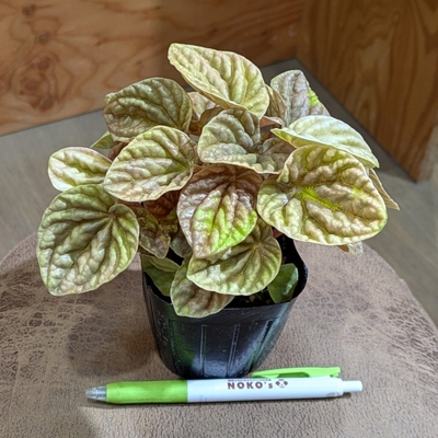 ペペロミア キト ３号