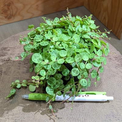 ペペロミア タートル ３号