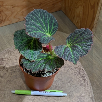 ベゴニア クロロネウラ ３.５号