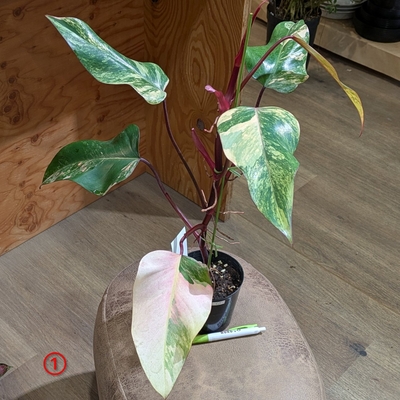 フィロデンドロン ストロベリーシェイク  ３.５号 ① ◎現品販売◎