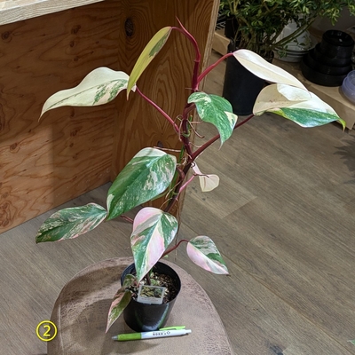 フィロデンドロン ストロベリーシェイク  ３.５号 ② ◎現品販売◎