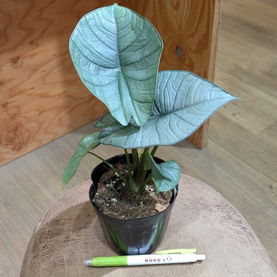 アロカシア レギネ ３.５号