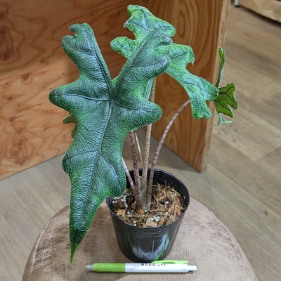 アロカシア ジャックリン ３.５号