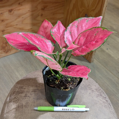 アグラオネマ アンヤマニーレッド ３.５号