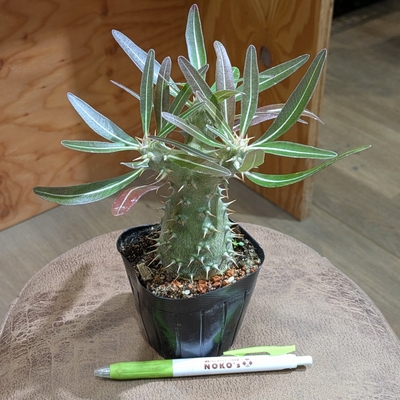 パキポディウム ロスラツム ３号