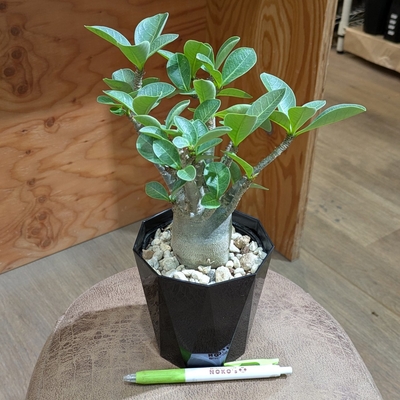 アデニウム アラビカム ４号 ◎現品販売◎