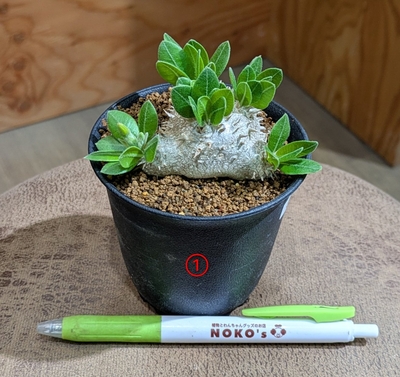 【恵比寿笑✨】パキポディウム プレビカウレ ３号 ① ◎現品販売◎