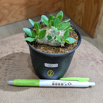 【恵比寿笑✨】パキポディウム プレビカウレ ３号 ② ◎現品販売◎