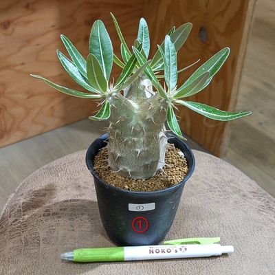 パキポディウム ホロベンセ ３号 ① ◎現品販売◎