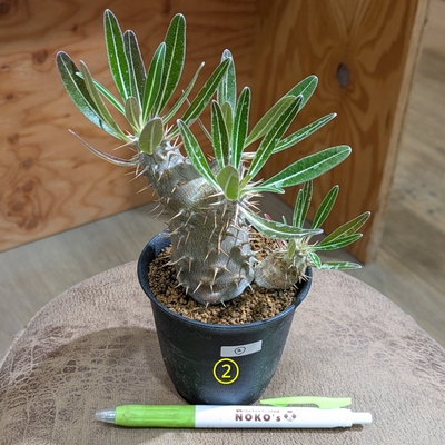 パキポディウム ホロベンセ ３号 ② ◎現品販売◎