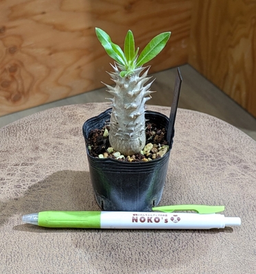 【ちびっこサイズ👶】パキポディウム マカイエンセ ２号