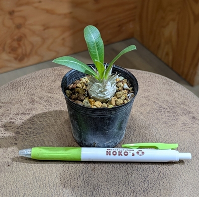 【ちびっこサイズ👶】パキポディウム エブレネウム ２号