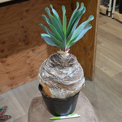 ブーファン ハエマンソイデス ６号 ◎現品販売◎