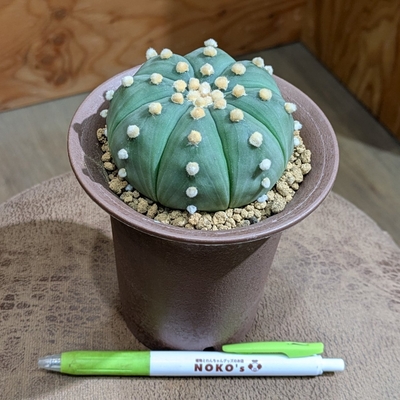 アストロフィツム 兜 ３.５号 ◎現品販売◎