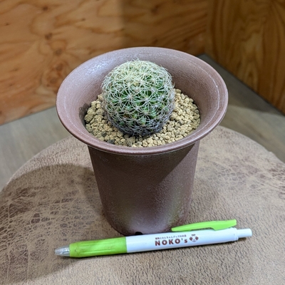 ディスコカクタス 白条冠 ３.５号  ◎現品販売◎