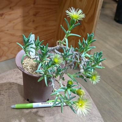 フィロボルス プラシナス ３.５号 ◎現品販売◎