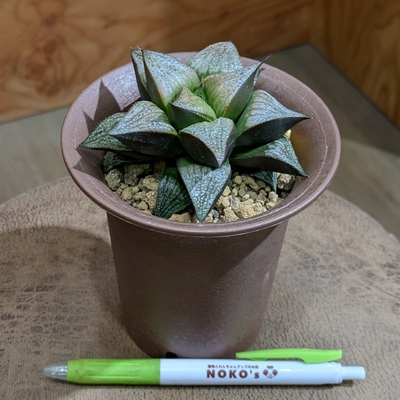 ハオルチア GM452スプレンデンス ３.５号  ◎現品販売◎