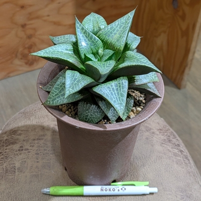 ハオルチア スコットコンプトニアナ ４号 ◎現品販売◎