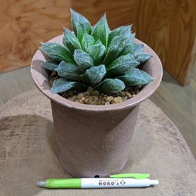 ハオルチア 白銀鉄道 ４号 ◎現品販売◎