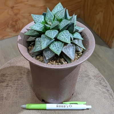 ハオルチア アラバディア ４号 ◎現品販売◎