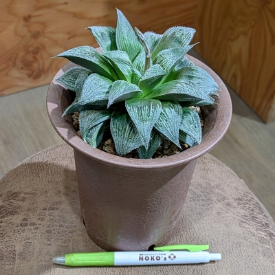 ハオルチア 武神✕ベルベット ４号 ◎現品販売◎