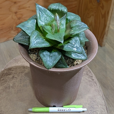 ハオルチア 阿寒湖 ５号 ◎現品販売◎