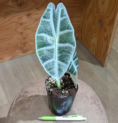 アロカシア ワトソニアナライトニングsp ３.５号