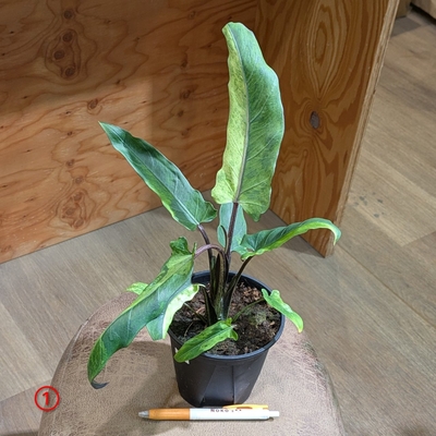 【斑入り✨】アロカシア ラウテルバキアナバリエガータ ４号 ① ◎現品販売◎