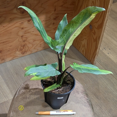 【斑入り✨】アロカシア ラウテルバキアナバリエガータ ４号 ② ◎現品販売◎