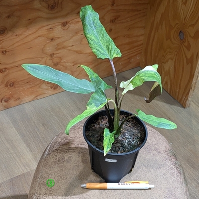 【斑入り✨】アロカシア ラウテルバキアナバリエガータ ４号 ③ ◎現品販売◎