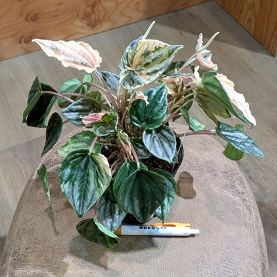 ペペロミア ニューピンクレディ ３.５号