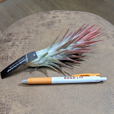 イオナンタ バンハイニンギー XL